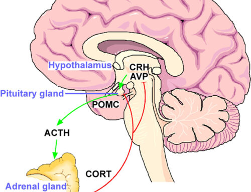 Understanding Stress & HPA Axis