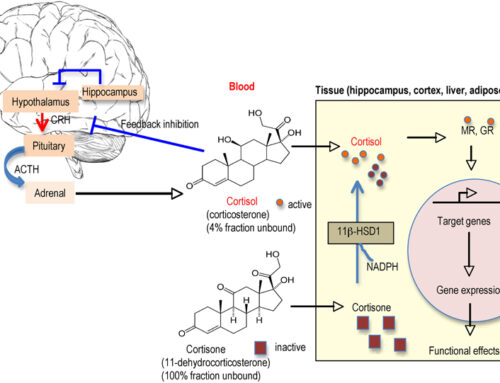 How To Heal From HPA Axis Dysfunction & Burnout