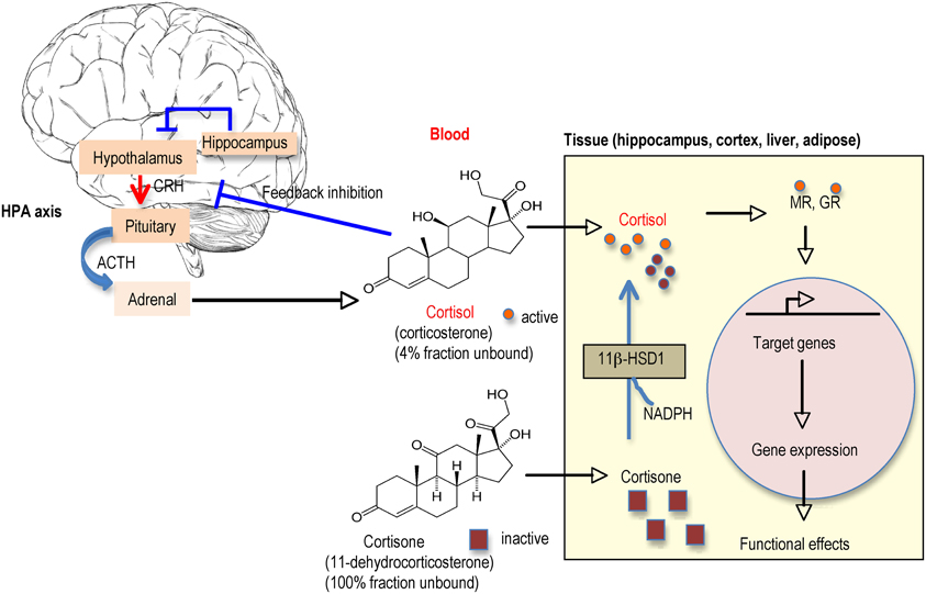 HPA AXIS REGULATION